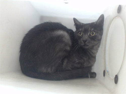 DASH - Domestic Short Hair available for adoption