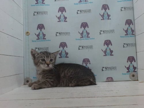 A606785 - Domestic Medium Hair available for adoption