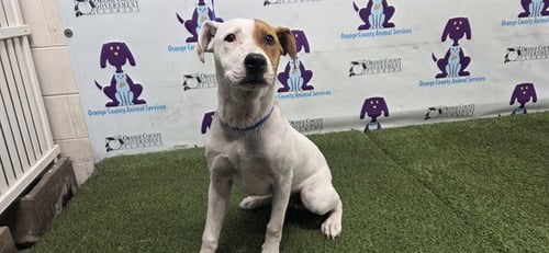 NUGGET - Pit Bull Terrier available for adoption