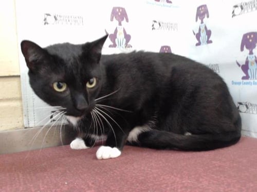 ZUKO - Domestic Short Hair available for adoption