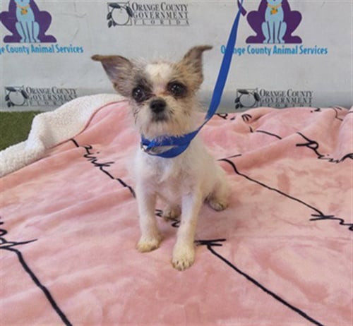 A605468 - Shih Tzu available for adoption