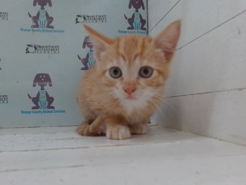 A604683 - Domestic Short Hair available for adoption