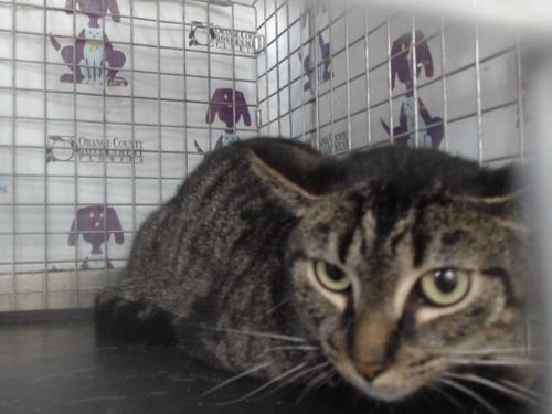 *ROWAN - Domestic Short Hair available for adoption