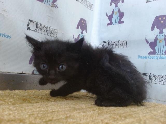 *SALEM Image