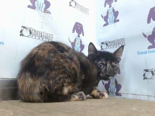 *APPLE - Domestic Short Hair available for adoption