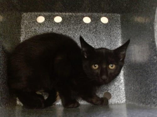 A605024 - Domestic Short Hair available for adoption