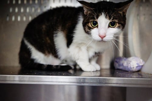 CRISPETA - Domestic Short Hair available for adoption