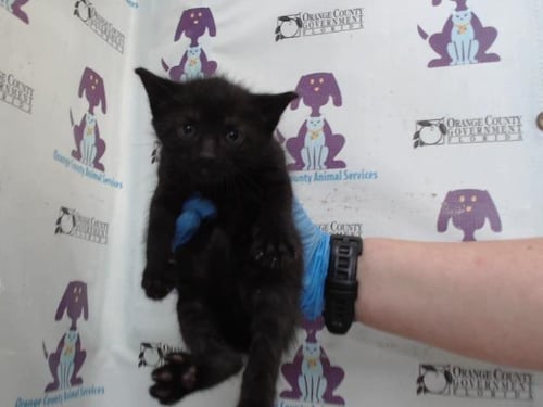 A597901 - Domestic Short Hair available for adoption