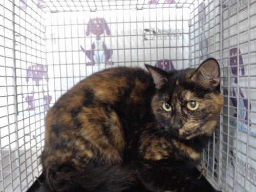 DORA - Domestic Short Hair available for adoption
