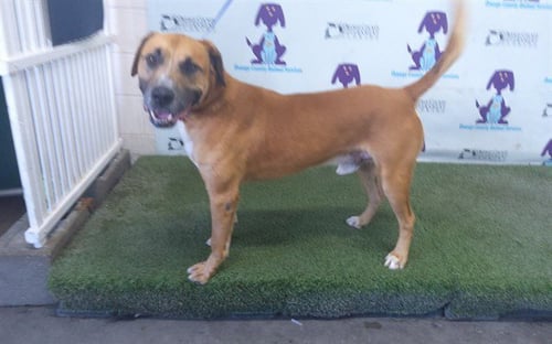 PANCHO - Black Mouth Cur available for adoption