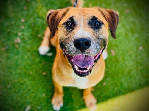 PANCHO - Black Mouth Cur available for adoption