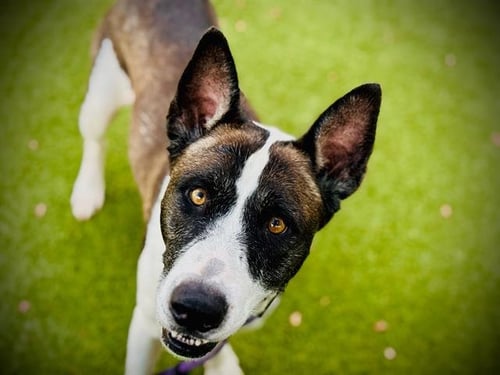 BELLA - Pit Bull Terrier available for adoption