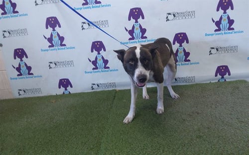 BELLA - Pit Bull Terrier available for adoption