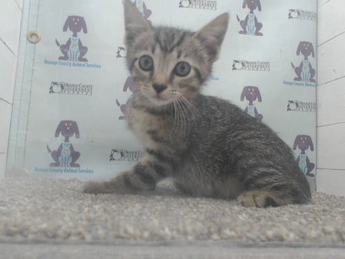 A595713 - Domestic Short Hair available for adoption