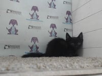 *ZUMA - Photo 1