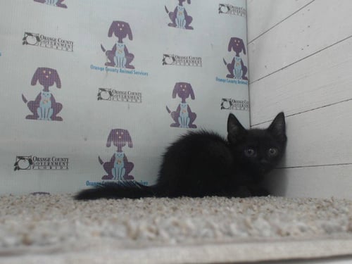 *ZUMA - Domestic Short Hair available for adoption