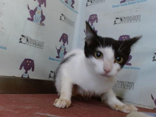 *DOMINO Image