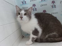 GUS - Photo 1