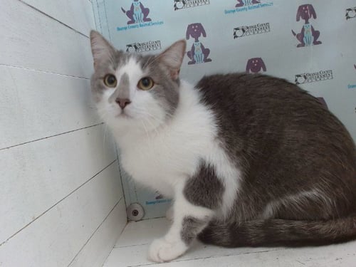 GUS - Domestic Short Hair available for adoption