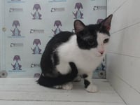 OREO - Photo 1