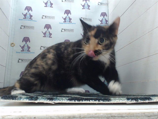 MOLLY - Domestic Short Hair available for adoption