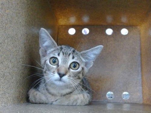 OMEGA - Domestic Short Hair available for adoption