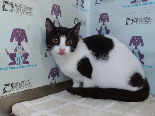 ANGEL - Domestic Short Hair available for adoption