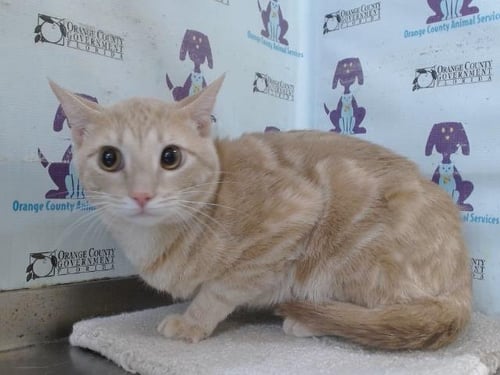 TOBY - Domestic Short Hair available for adoption
