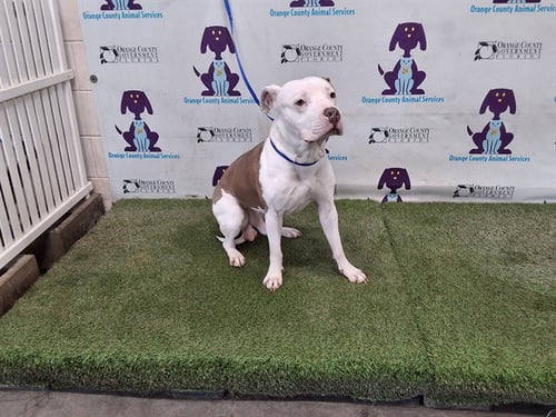 YUGI - Pit Bull Terrier available for adoption