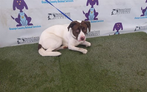 MOLLY - Pit Bull Terrier available for adoption