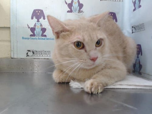 JR - Domestic Short Hair for adoption in Orlando