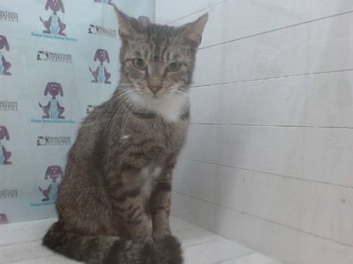 A602860 - Domestic Short Hair available for adoption