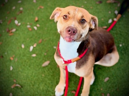 WILLOW - Pit Bull Terrier available for adoption