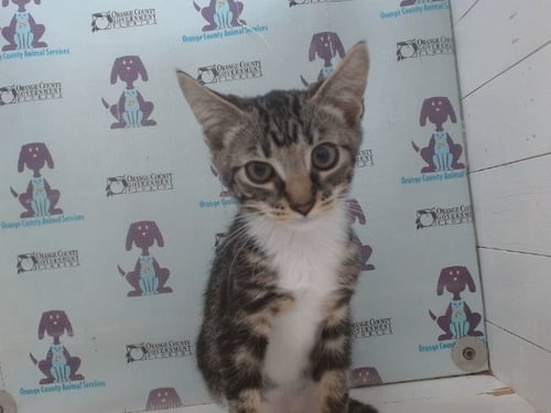 *COMET - Domestic Short Hair available for adoption