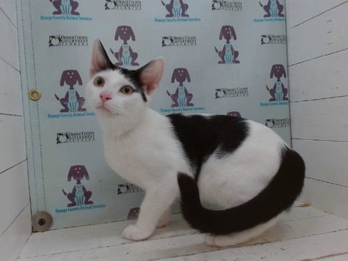 SPIDEY - Domestic Short Hair available for adoption