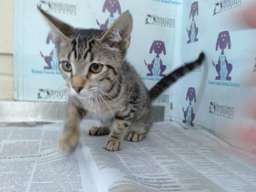 A603021 - Domestic Short Hair available for adoption