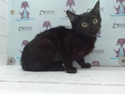 *GAR - Domestic Medium Hair available for adoption