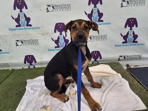 SAMMY - Pit Bull Terrier available for adoption