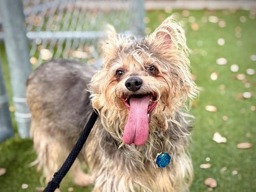 WHISKEY - Yorkshire Terrier Yorkie available for adoption