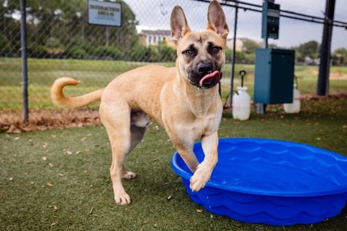*HIRO - Black Mouth Cur available for adoption
