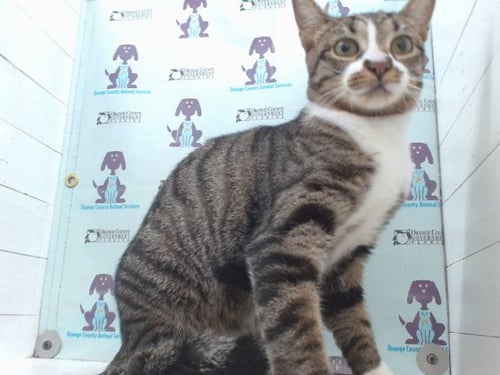 CATALINA - Domestic Short Hair available for adoption