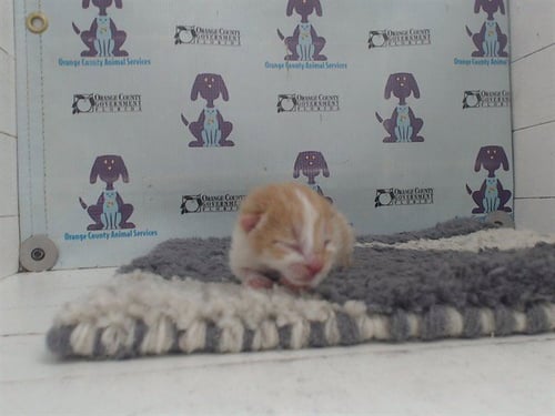 *HUEY - Domestic Short Hair available for adoption