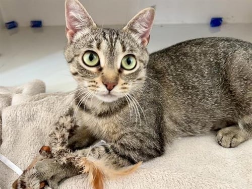 *PRINCESS - Domestic Short Hair available for adoption