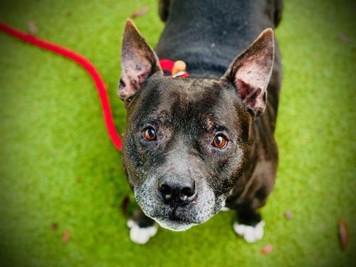 PREST - Staffordshire Bull Terrier available for adoption