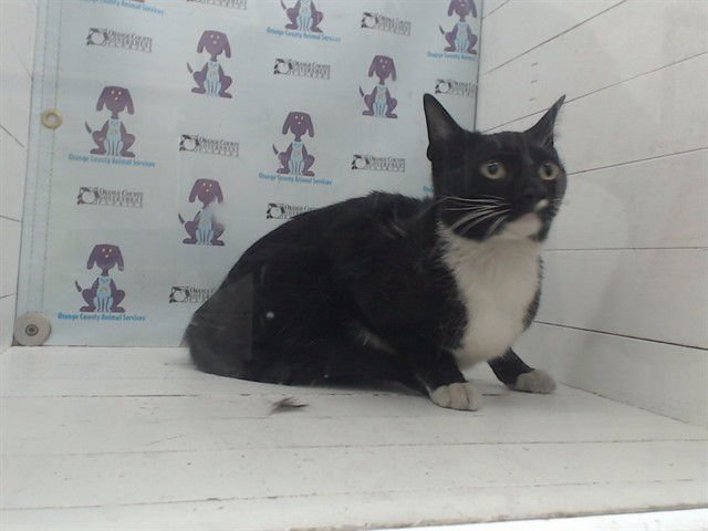 LANA DEL MEOW - Domestic Short Hair available for adoption