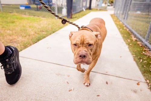 *FIDDLE - Pit Bull Terrier available for adoption