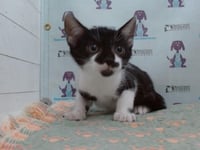 *BUTTERCUP - Photo 1