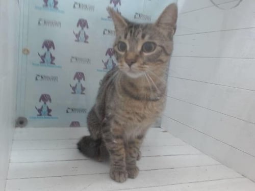 LUNA - Domestic Short Hair available for adoption