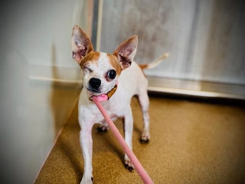 GIZMO - Chihuahua available for adoption