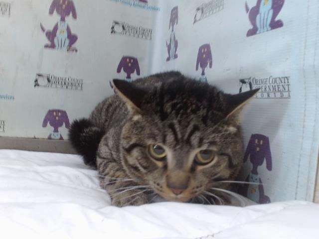 KOBY Image